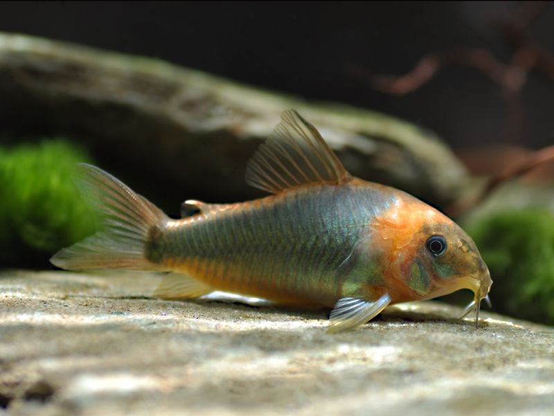 Corydorus eques 5cm
