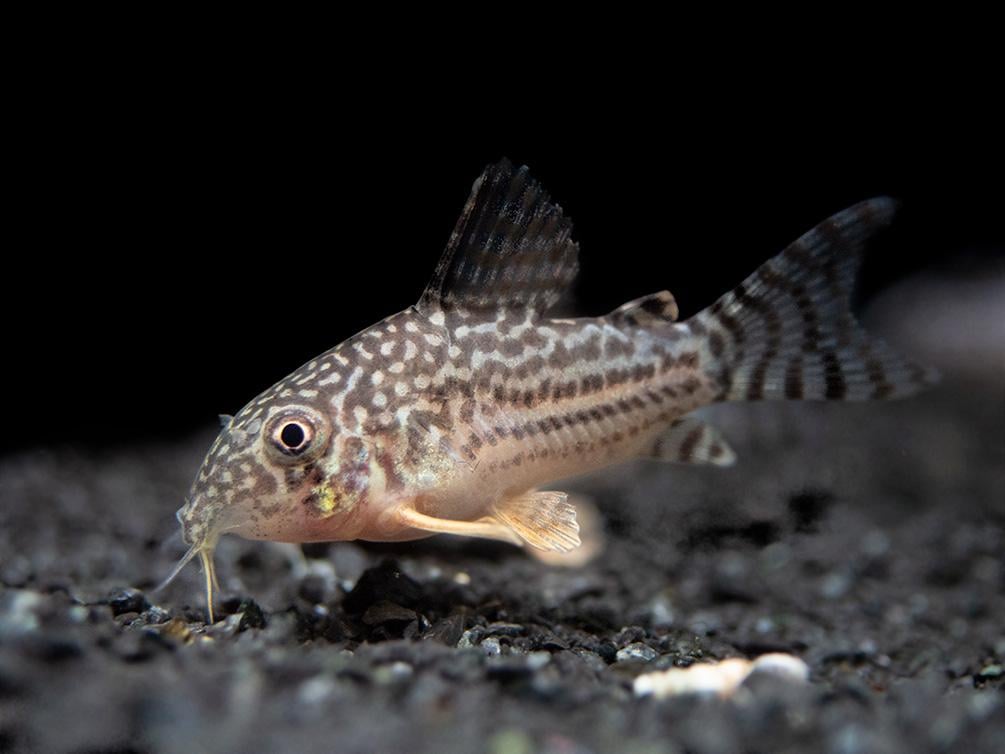Corydoras Sterbai 2.5cm x 5pcs
