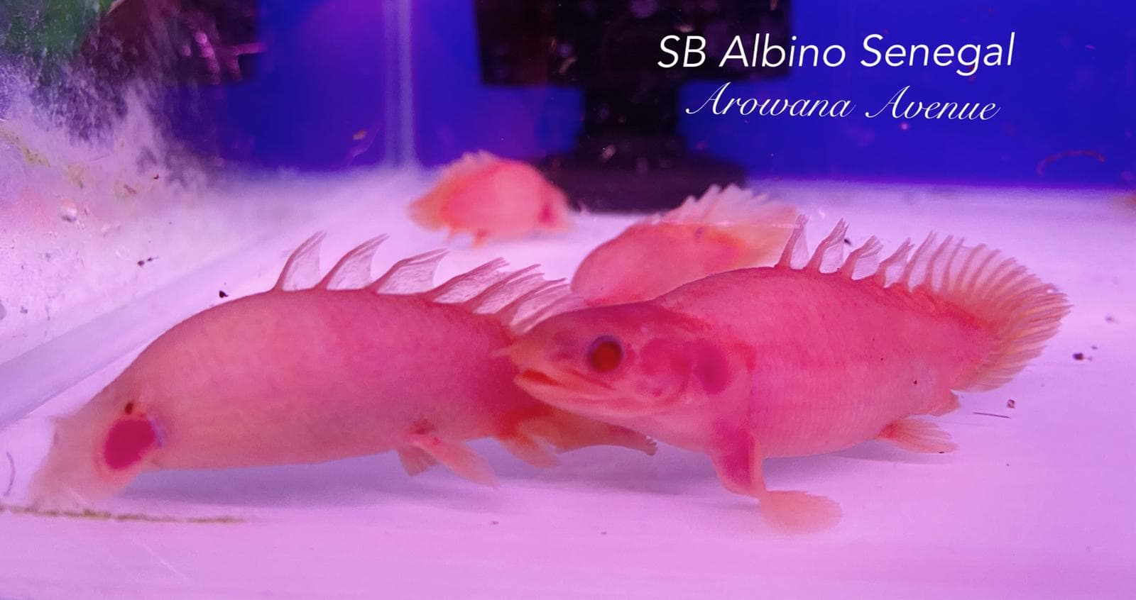 Short Body Albino Senegal Bichir (current stock approx. 4 inche