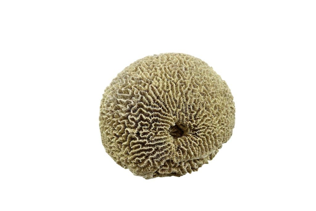 BACK TO NATURE BRAIN CORAL 19 X 16 X 12 CM