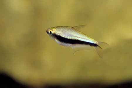 Emperor Tetra 2cm x5pcs
