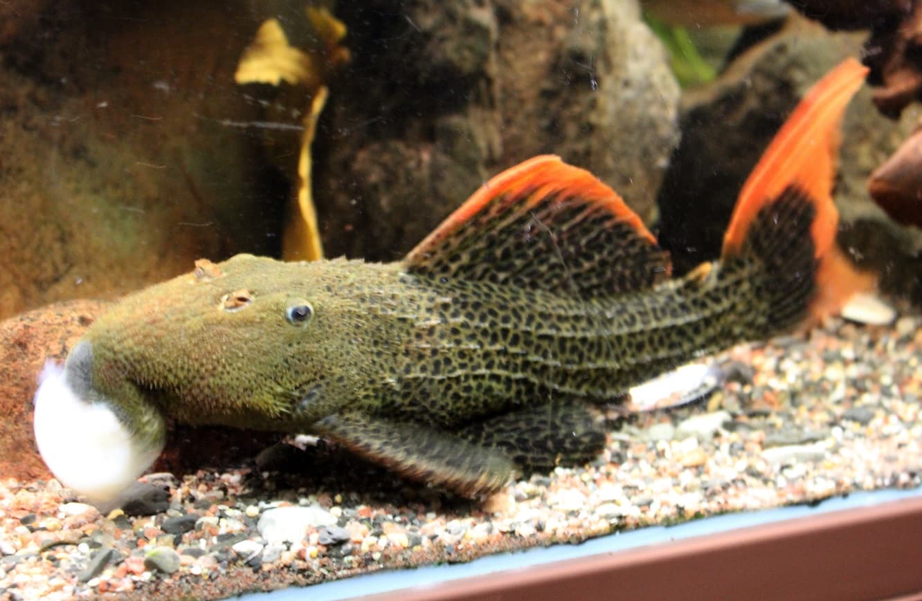 L600 Pleco 6-7cm
