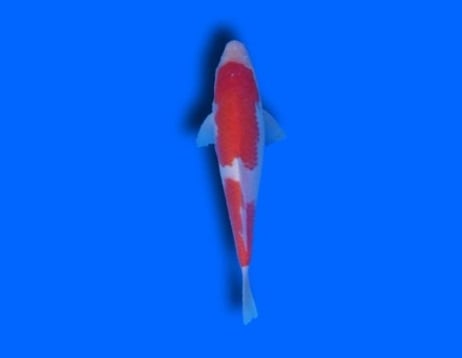 Kohaku Koi