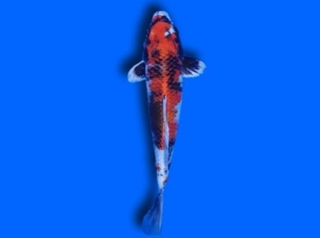 Kin Showa Koi