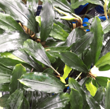 Bucephalandra Species (Wavy Green)