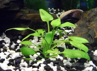 Cryptocoryne lingua