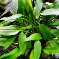 Cryptocoryne lutea