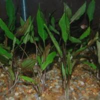 Cryptocoryne petchii