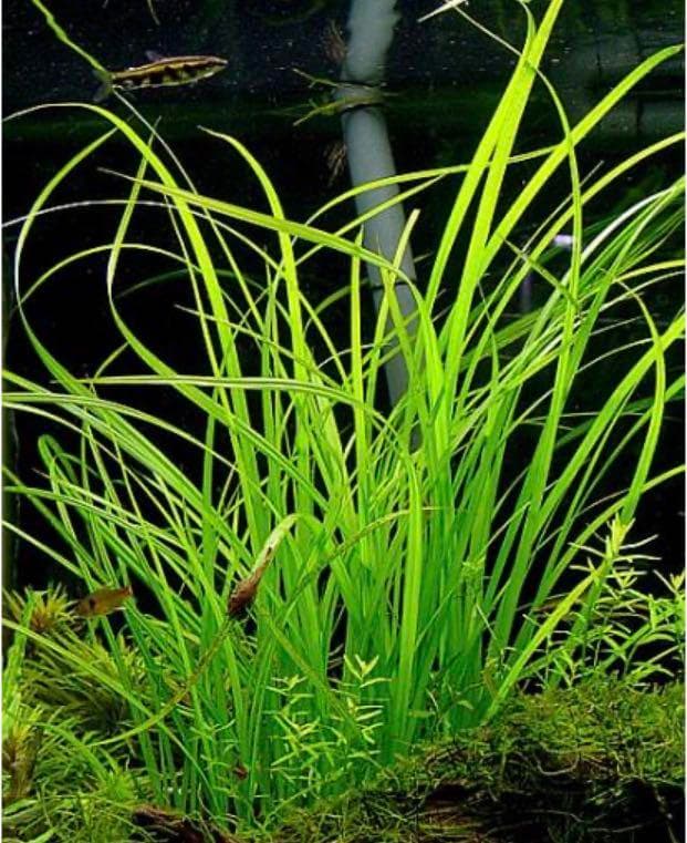 Cyperus Helferi