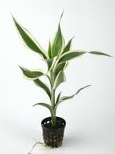 Dracaena Sanderiana