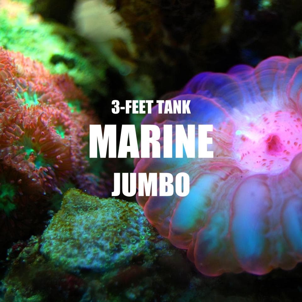 Adventure Pack - Marine 3-Feet Set