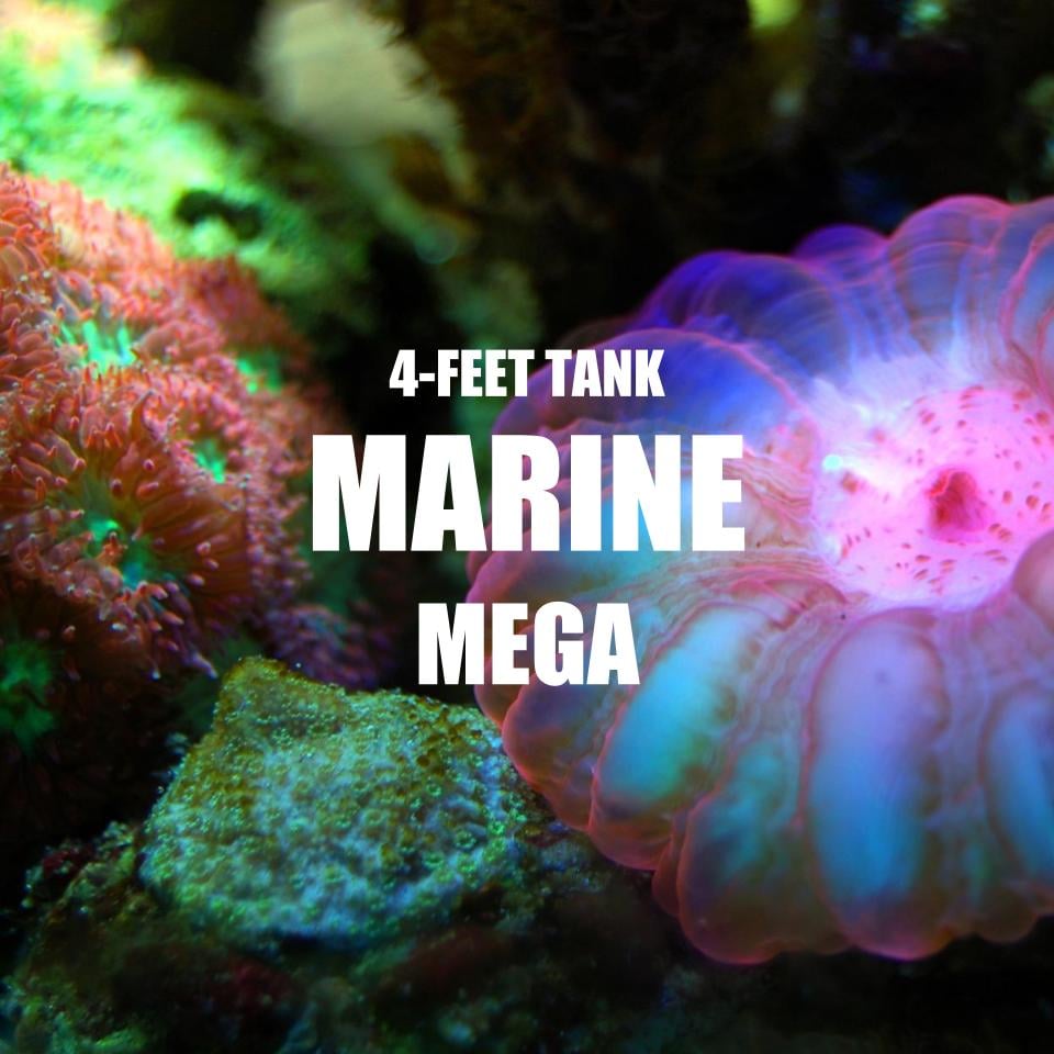 Adventure Pack - Marine 4-Feet Set