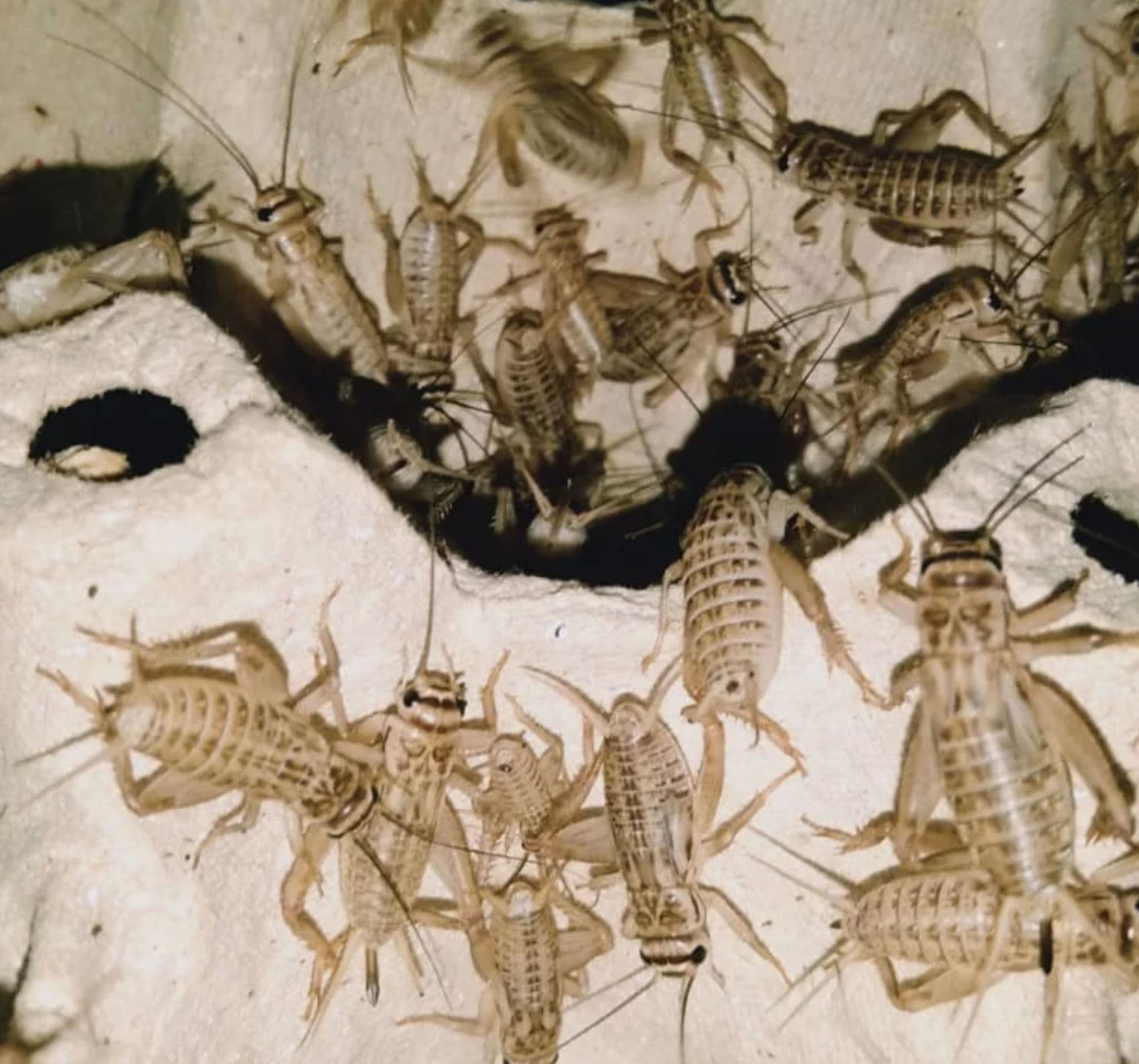 Vit-C Crickets Live Feeder