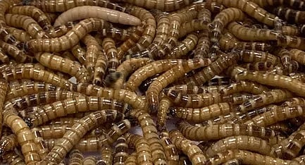 Calcium + Super Worm Live Feeder