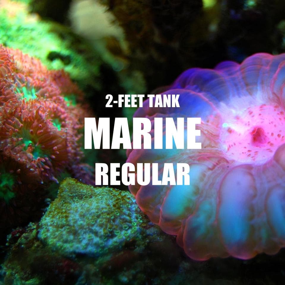 Adventure Pack - Marine 2-Feet Set