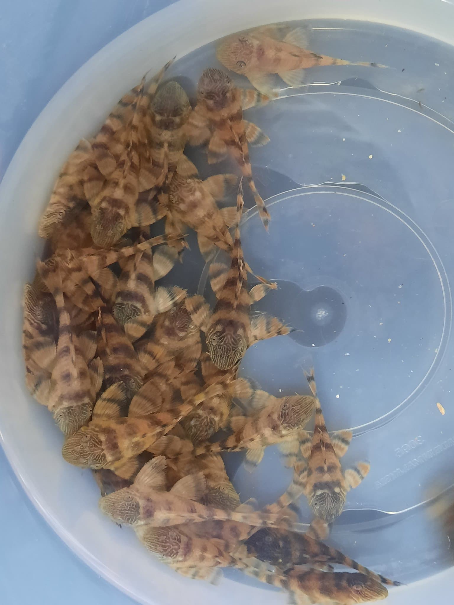 Pleco L397 red tiger 4.5-5cm x 5pc