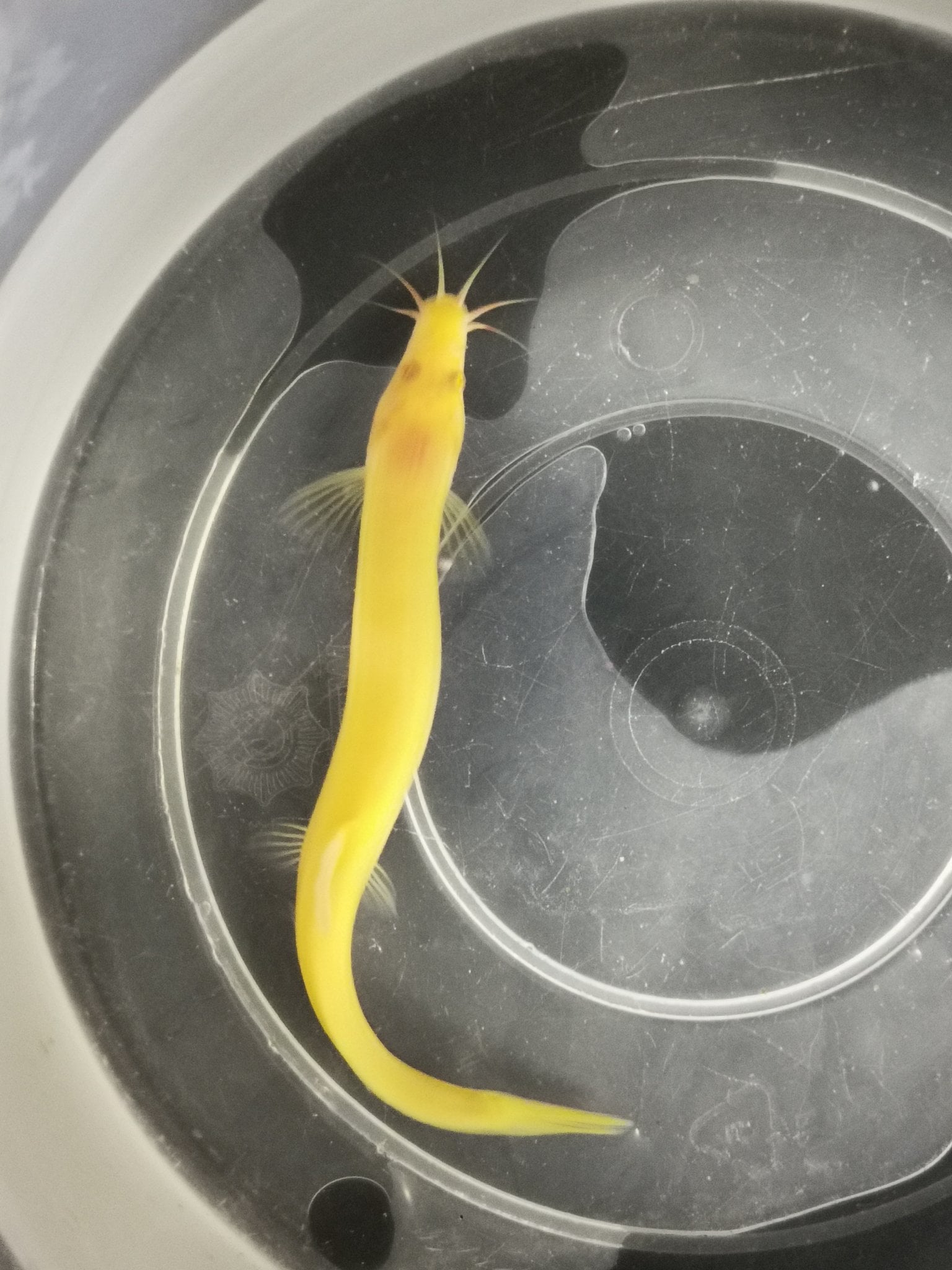 Golden weather loach 8-10cm