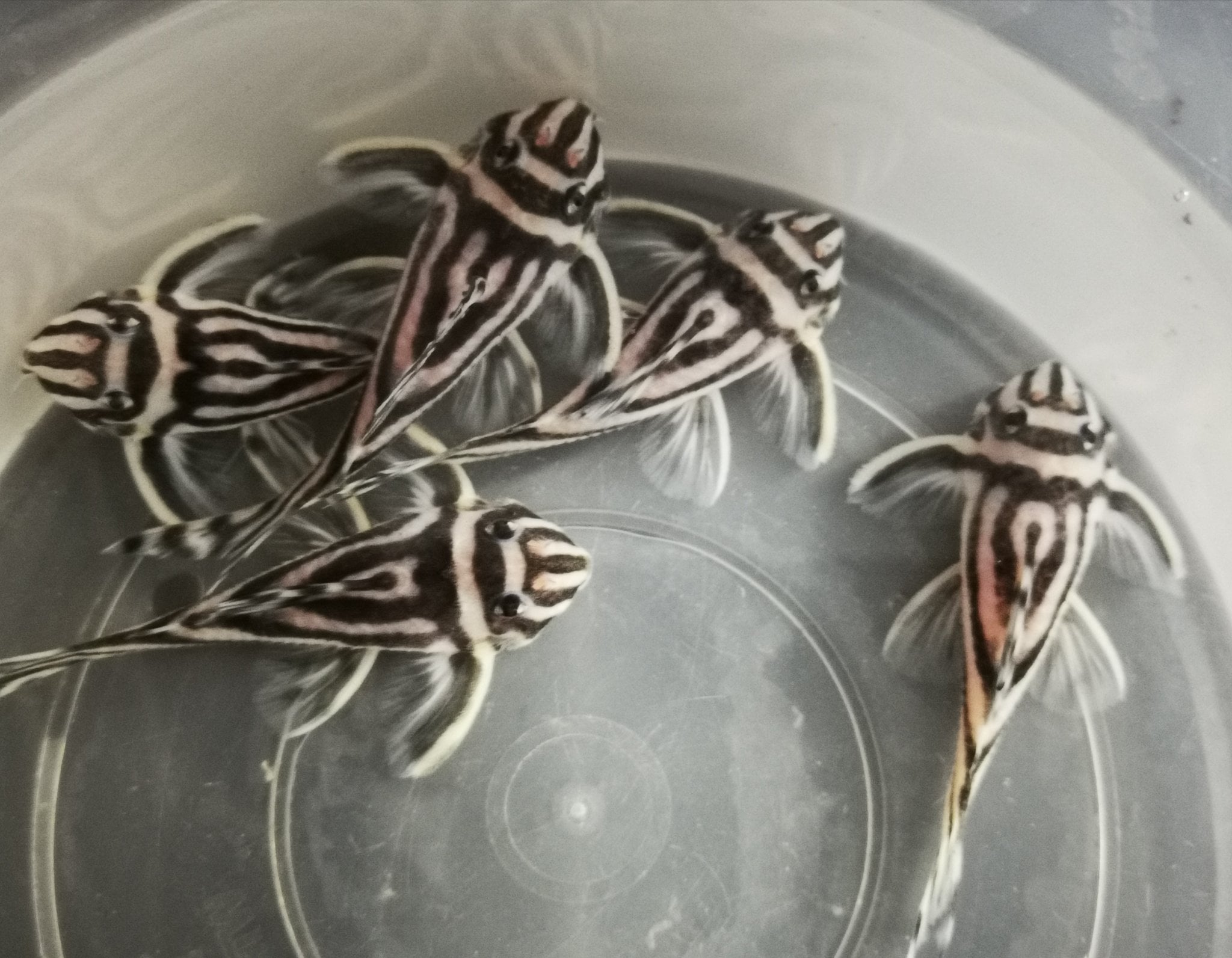 L46 zebra pleco 5-6cm MALE