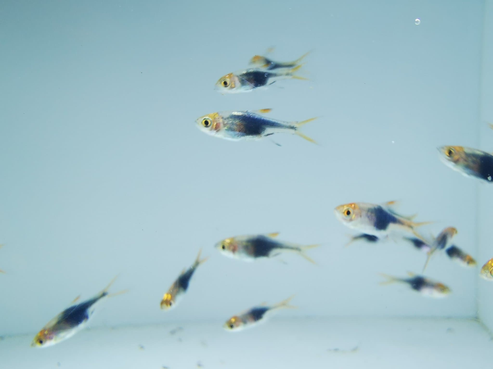 Purple harlequin rasbora 1.2-1.5cm x5pcs