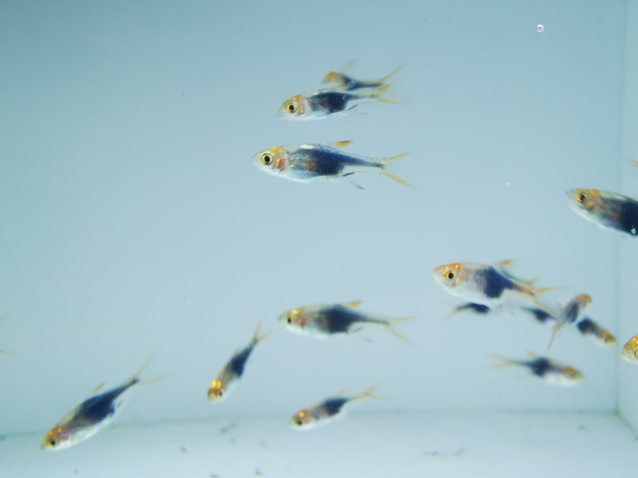 Purple harlequin rasbora 1.2-1.5cm x5pcs