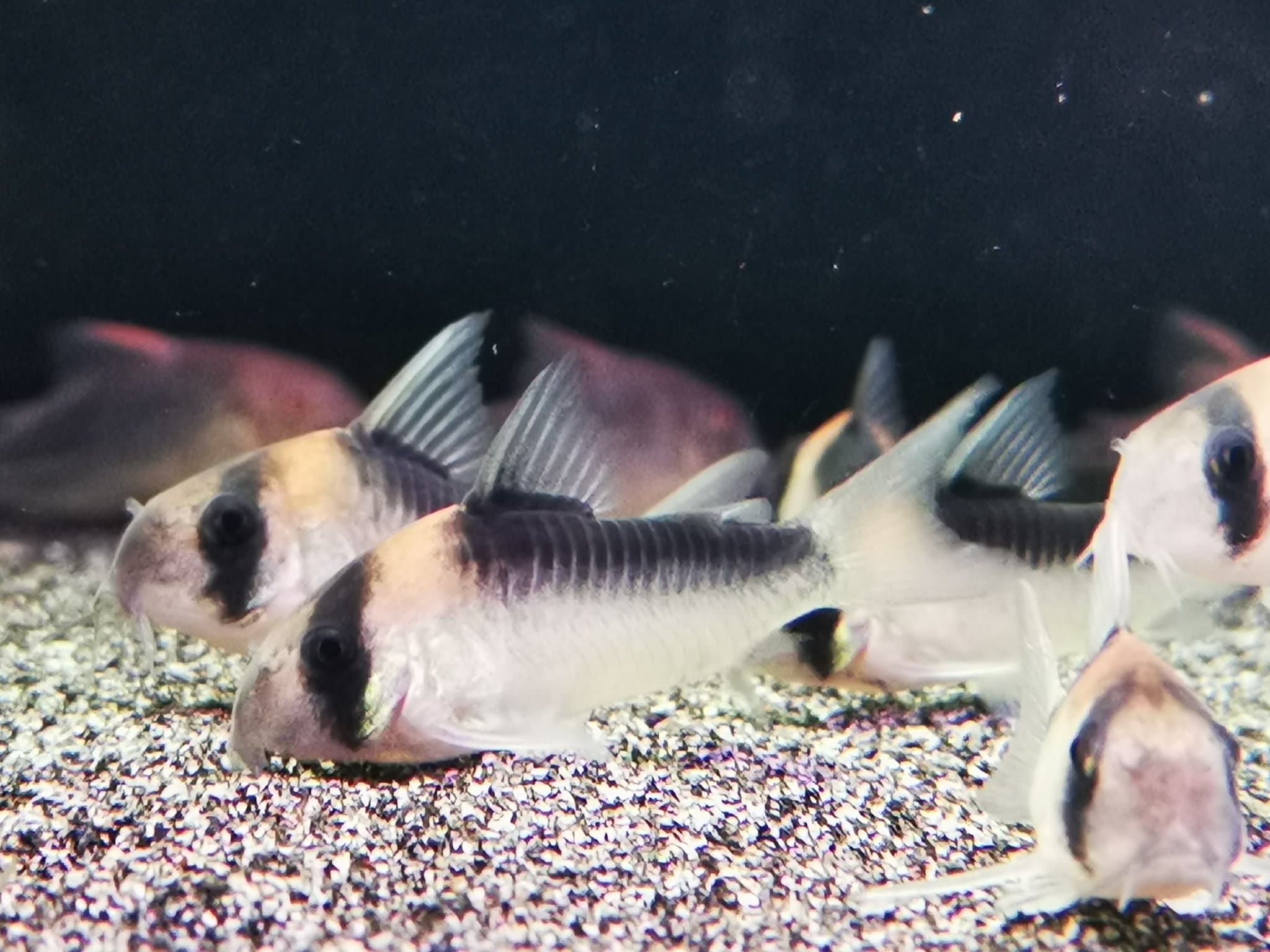 Corydoras duplicareus 2.5-3cm x 5pcs