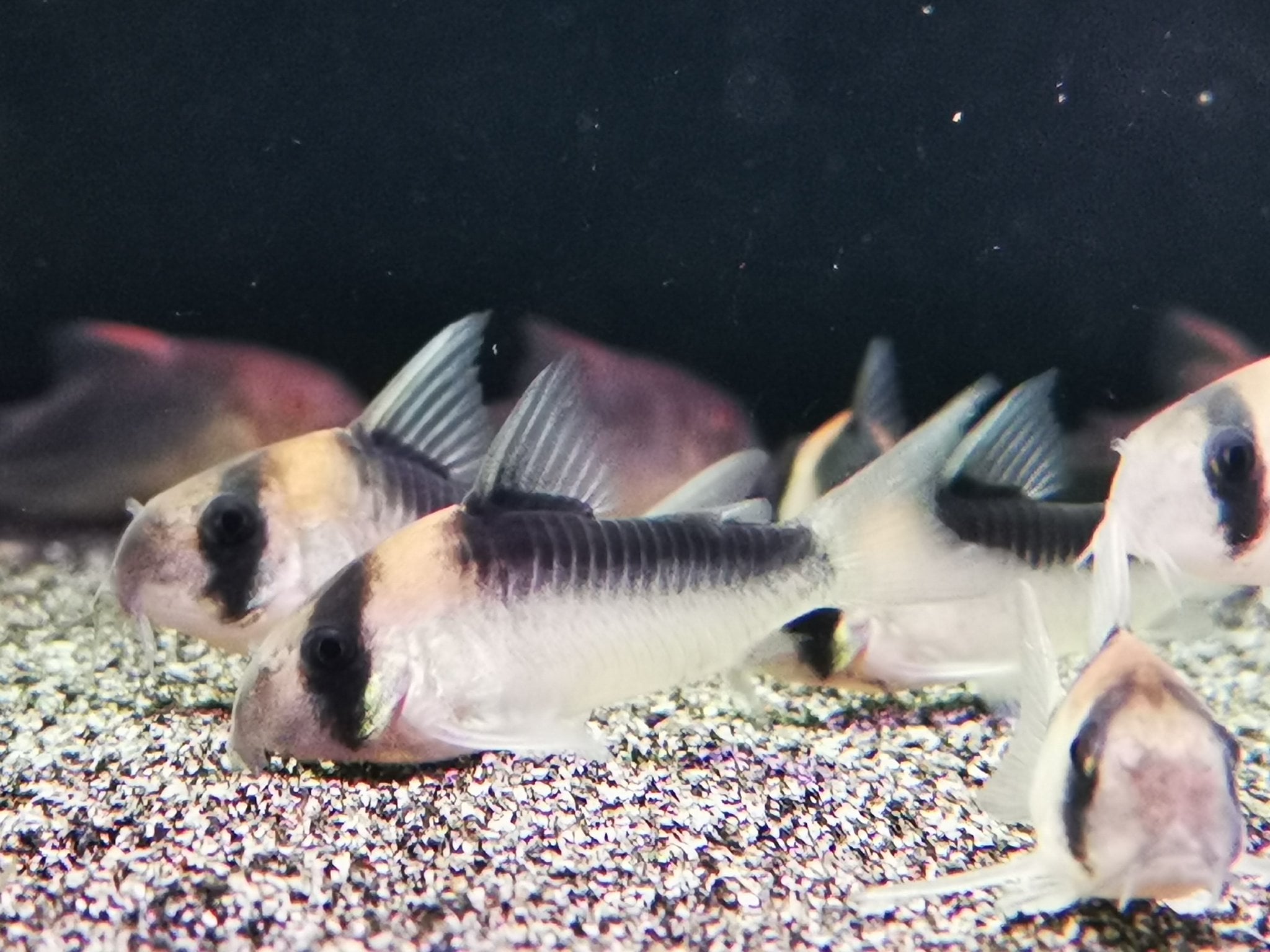 Corydoras duplicareus 2.5-3cm x 5pcs