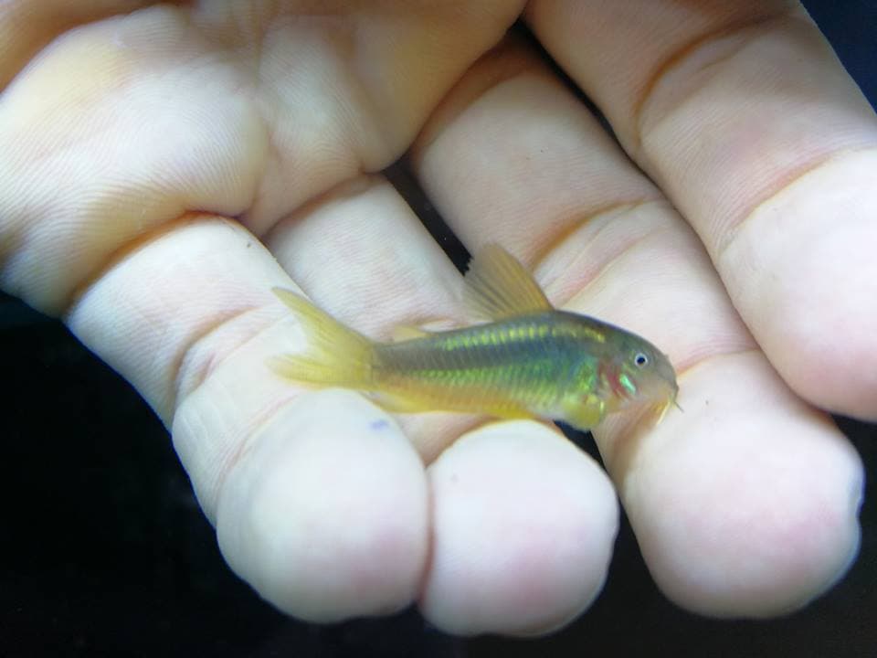 CW010 Corydoras Gold Laser 2.5-3cm