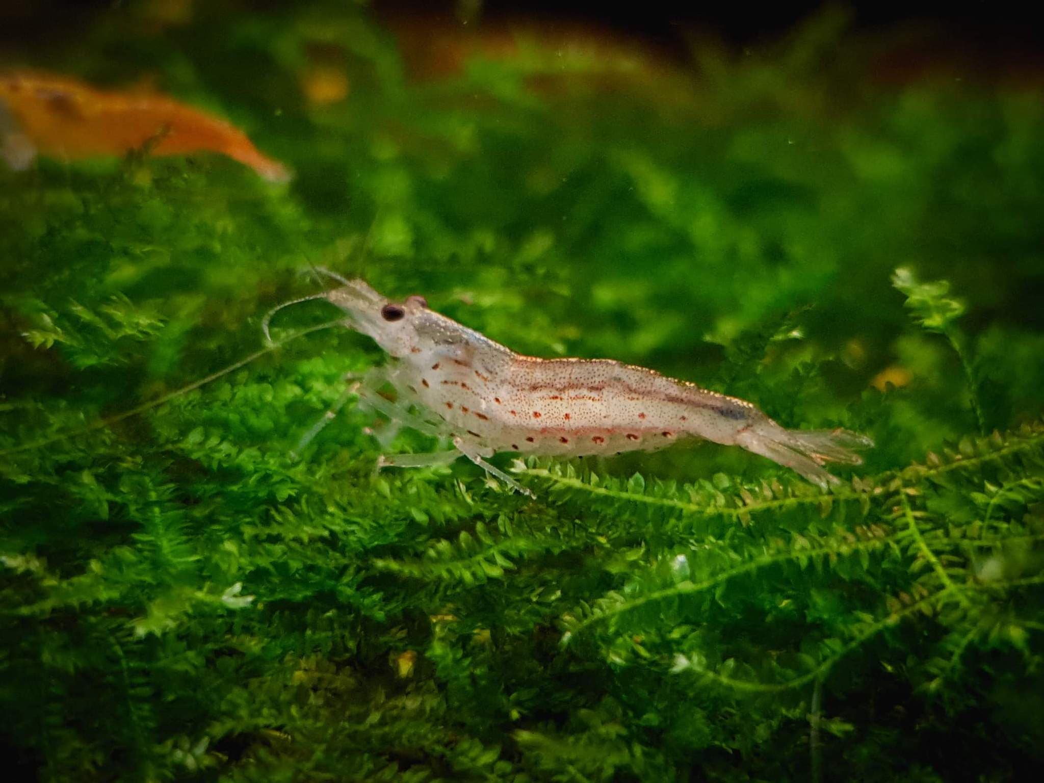 Yamato shrimp 2.5cm