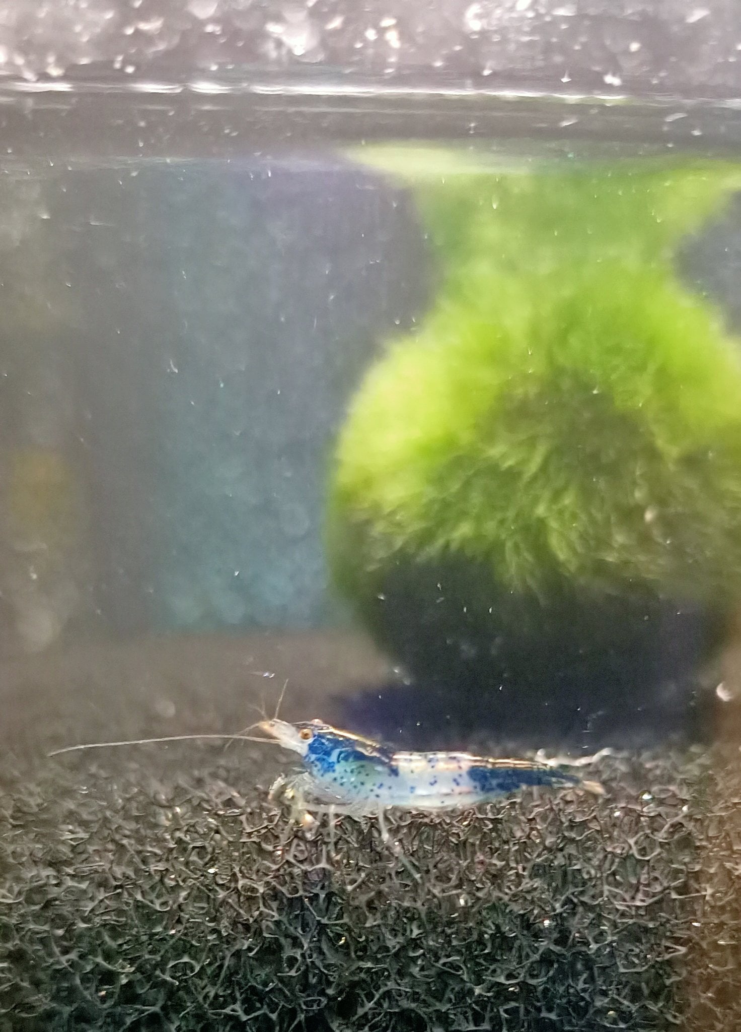 Blue rili shrimp 1-1.5cm