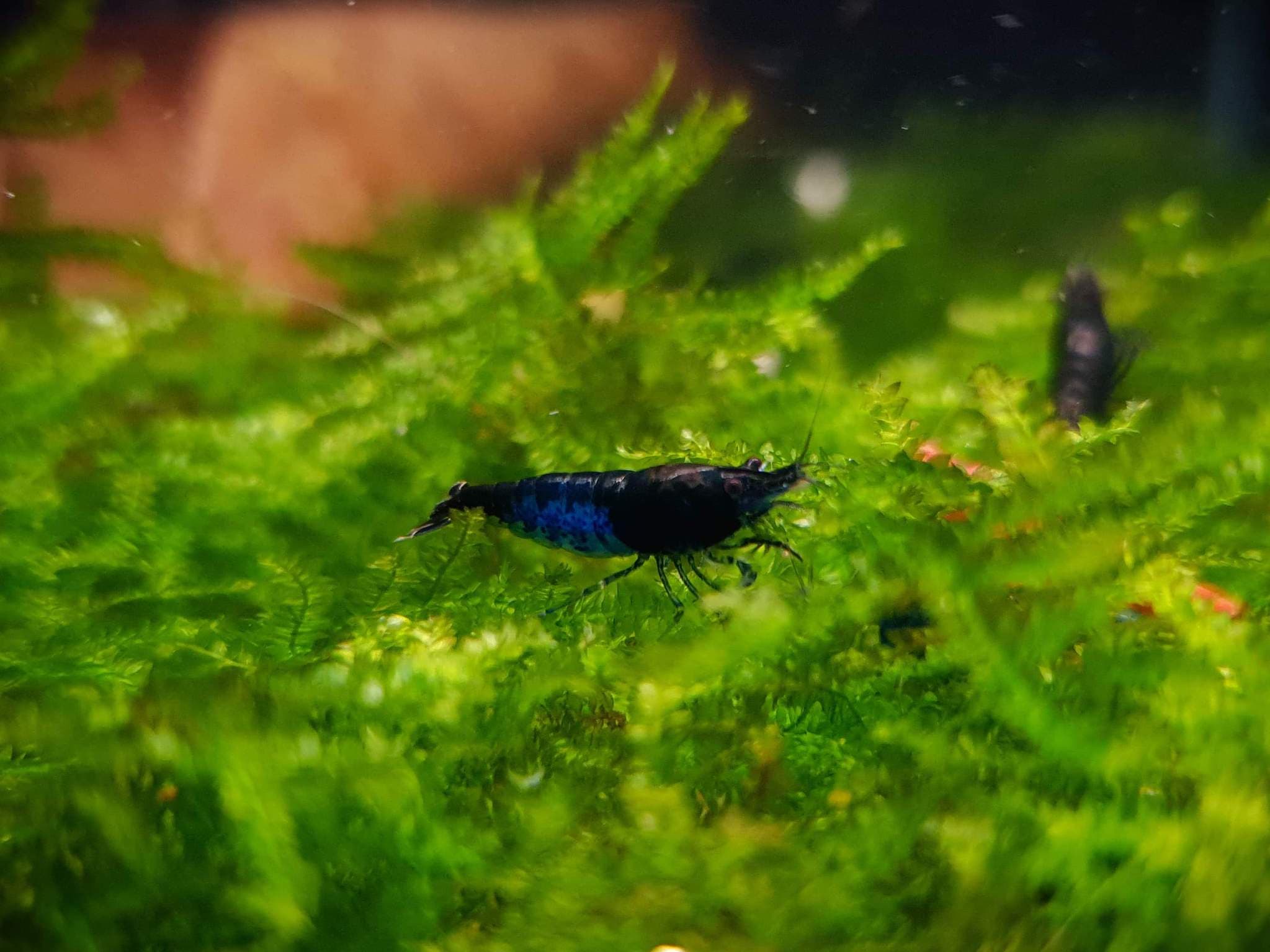 Blue diamond shrimp 1-1.5cm