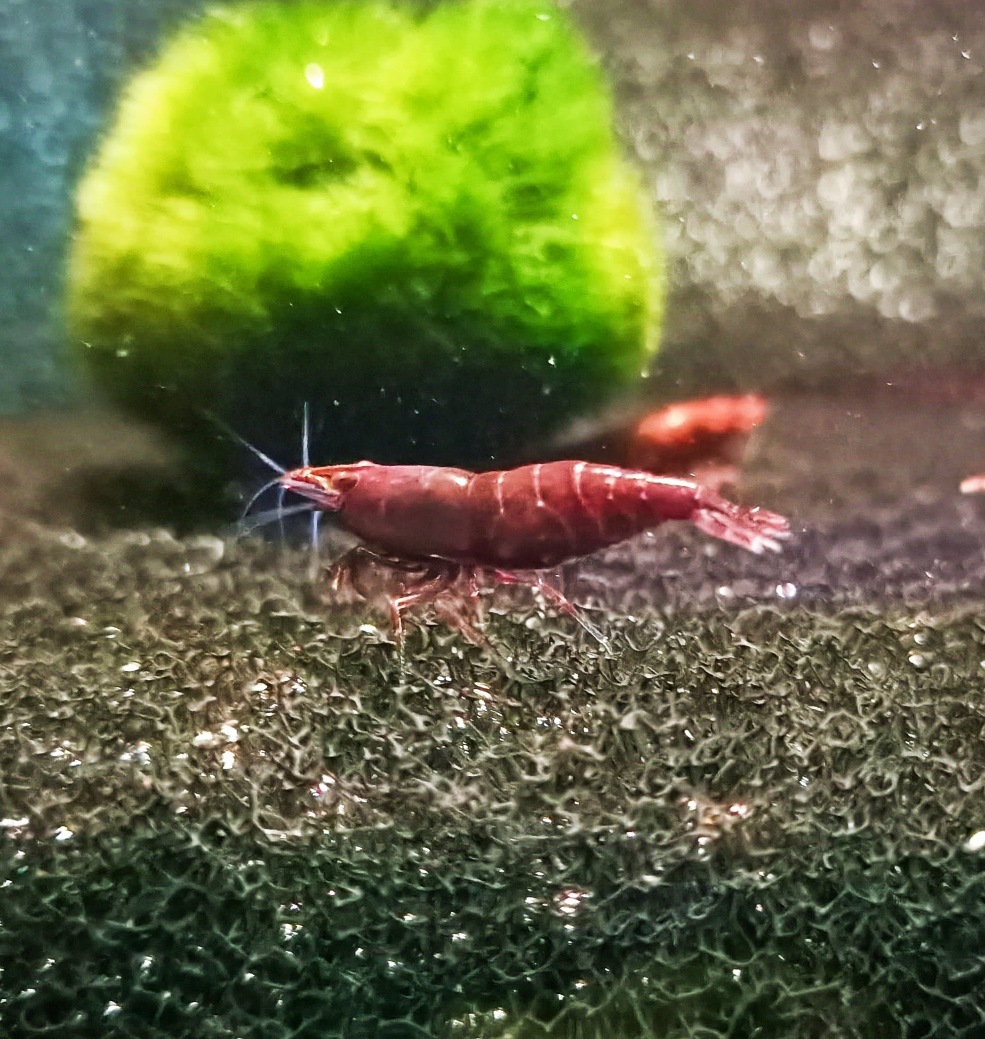 Bloody Mary shrimp 1-1.5cm