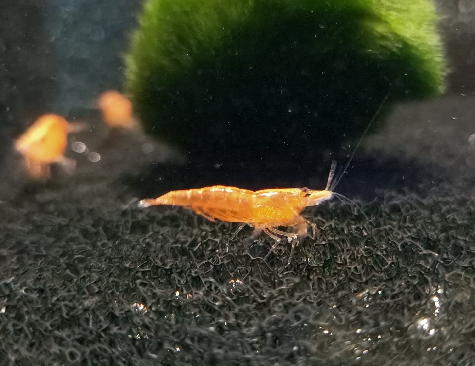 Orange sunkist shrimp 1-1.5cm