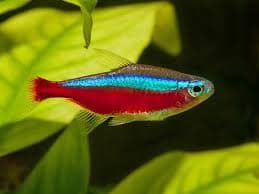 Cardinal tetra 1.5-1.8cm X 5pc