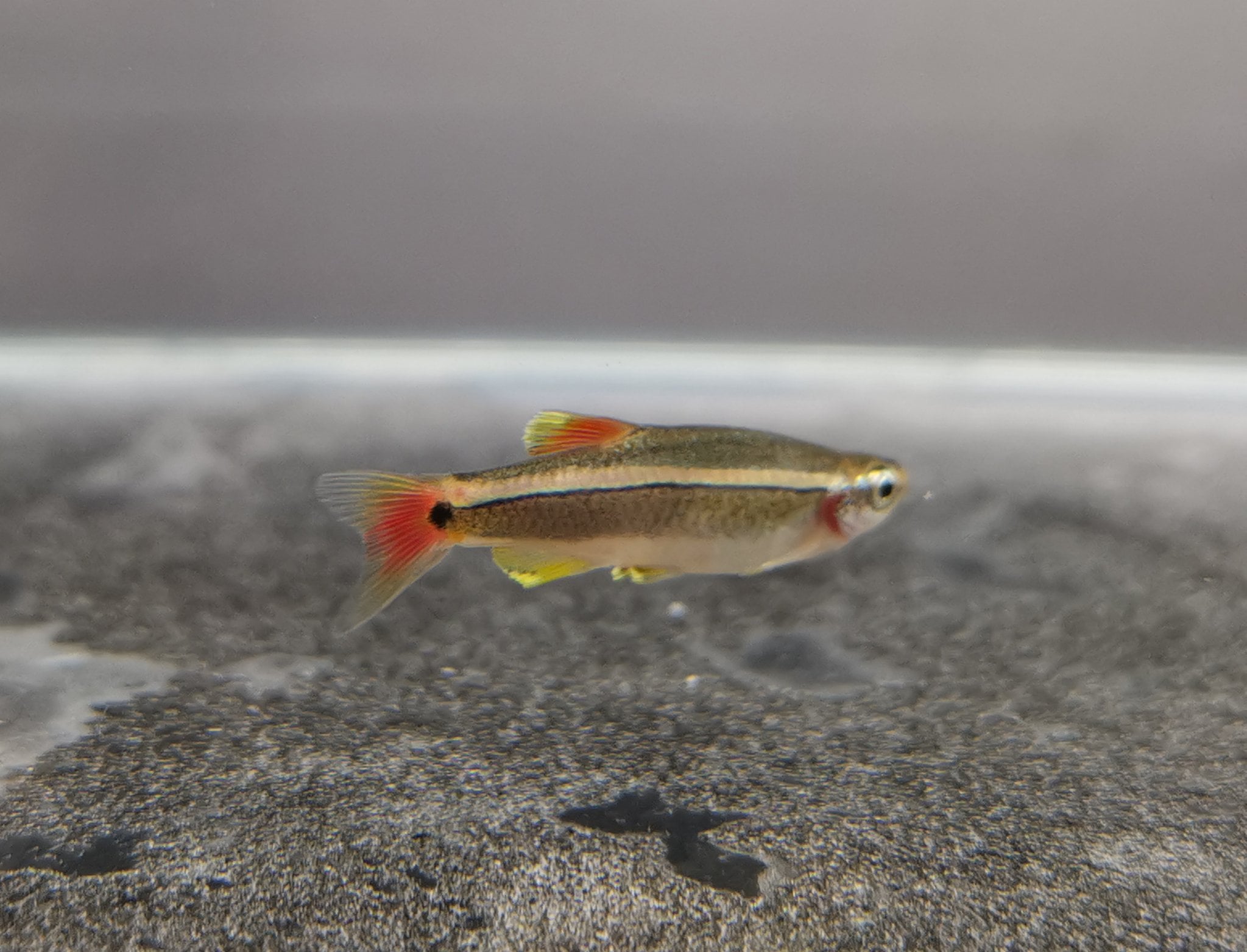 White cloud mountain minnow 2cm