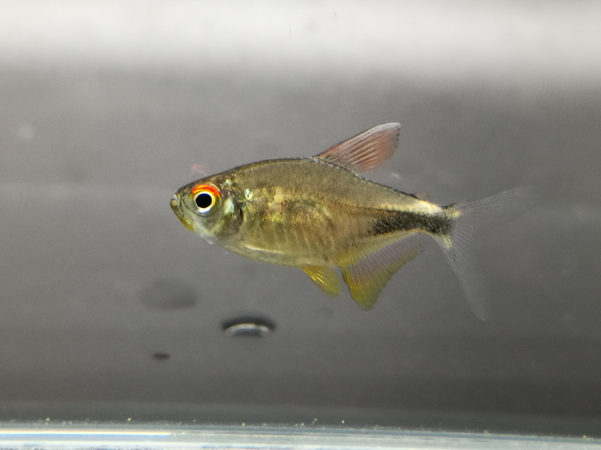 Pretty tetra 2.5cm x 5pcs