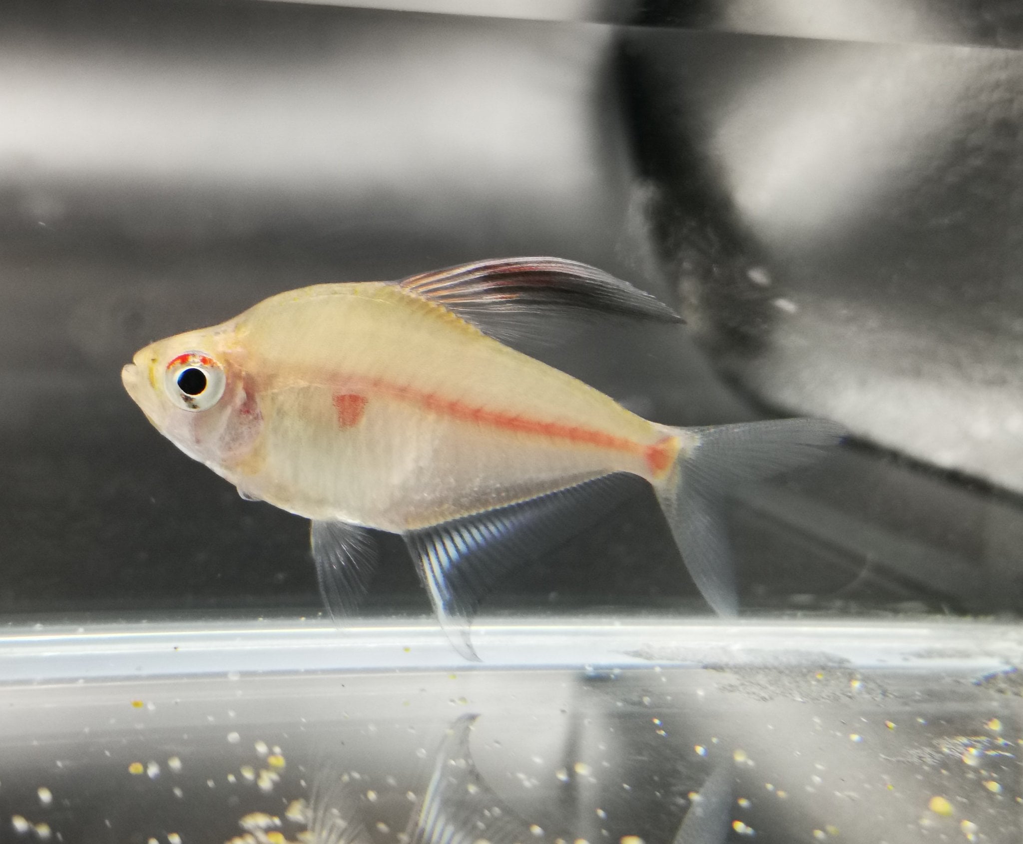 Bleeding heart tetra 3cm