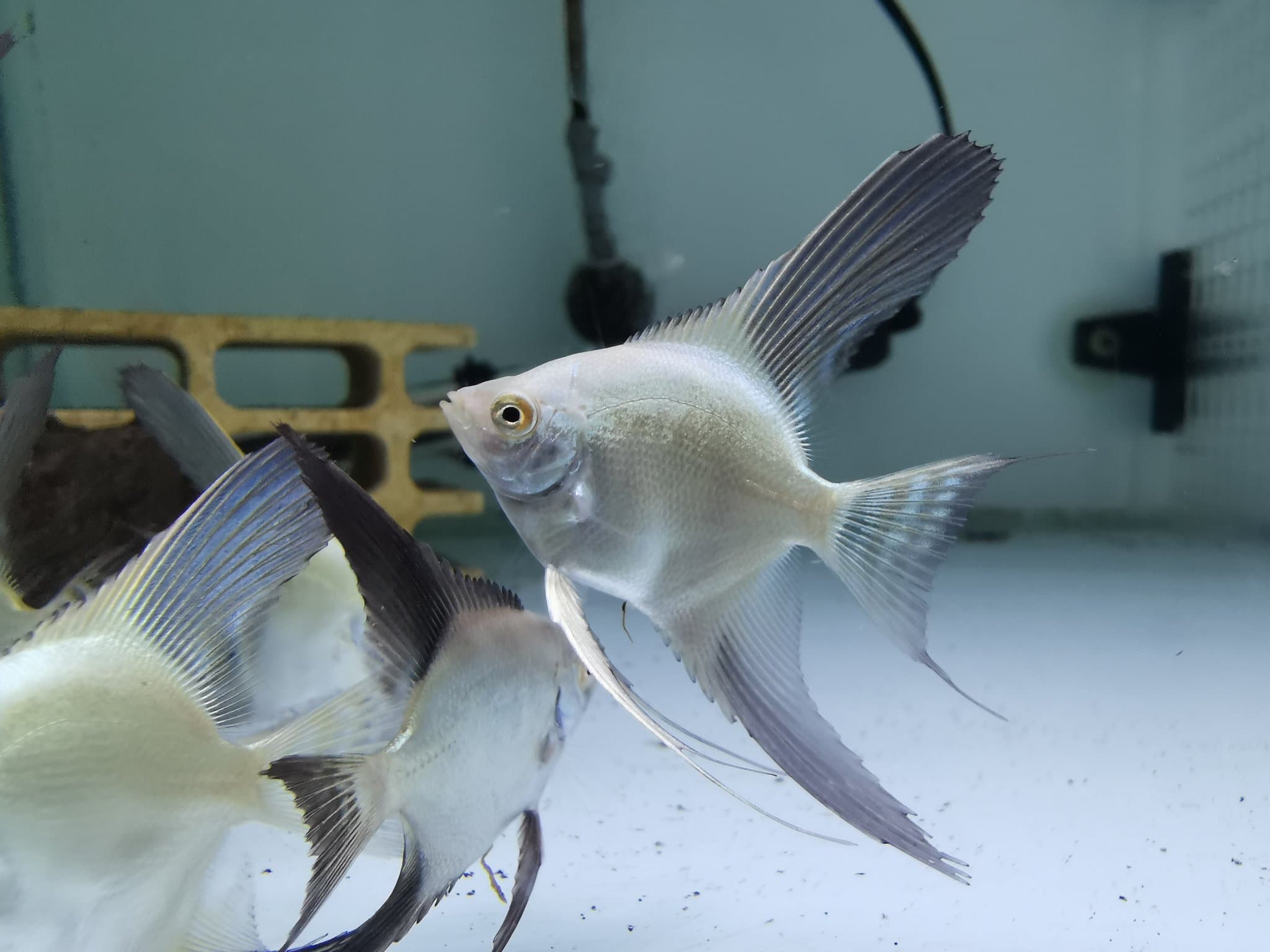 Bulgarian Seal Point angelfish 5cm