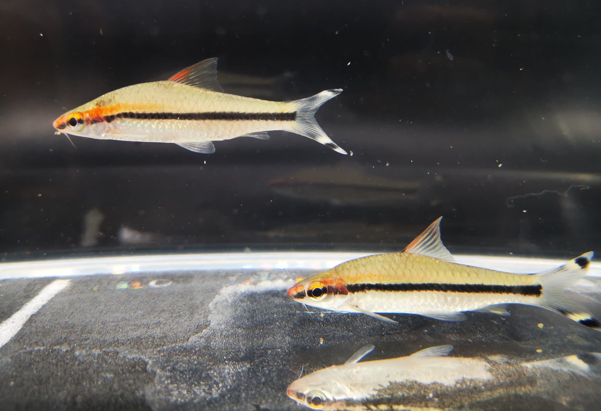 Puntius denisonii 5cm, 10cm