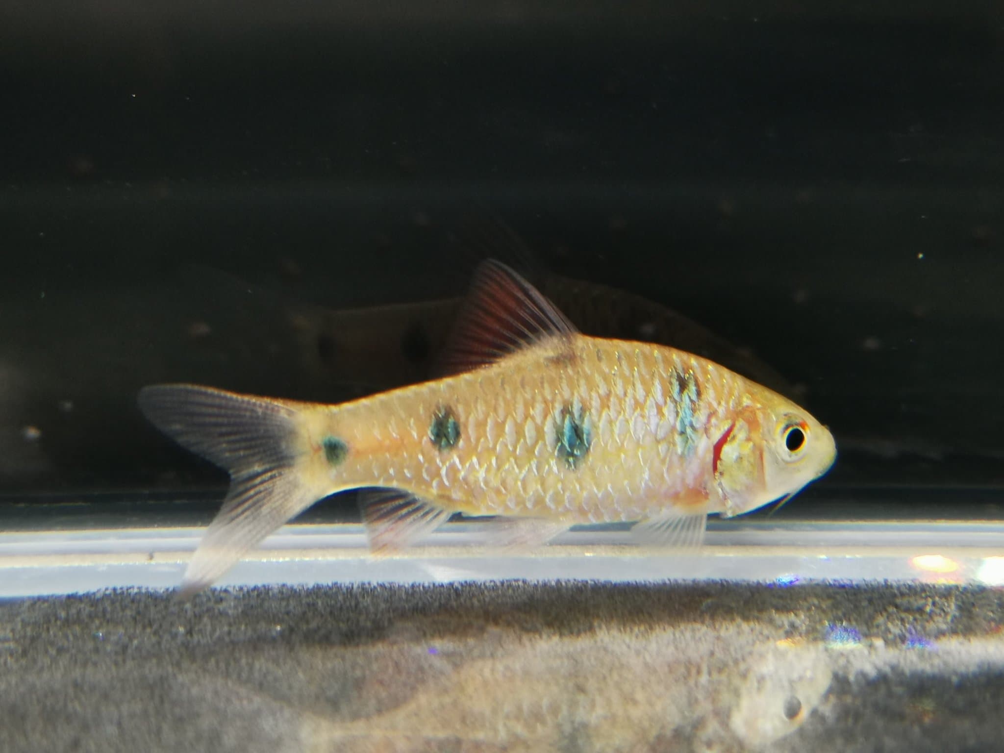 Clown barb 5cm