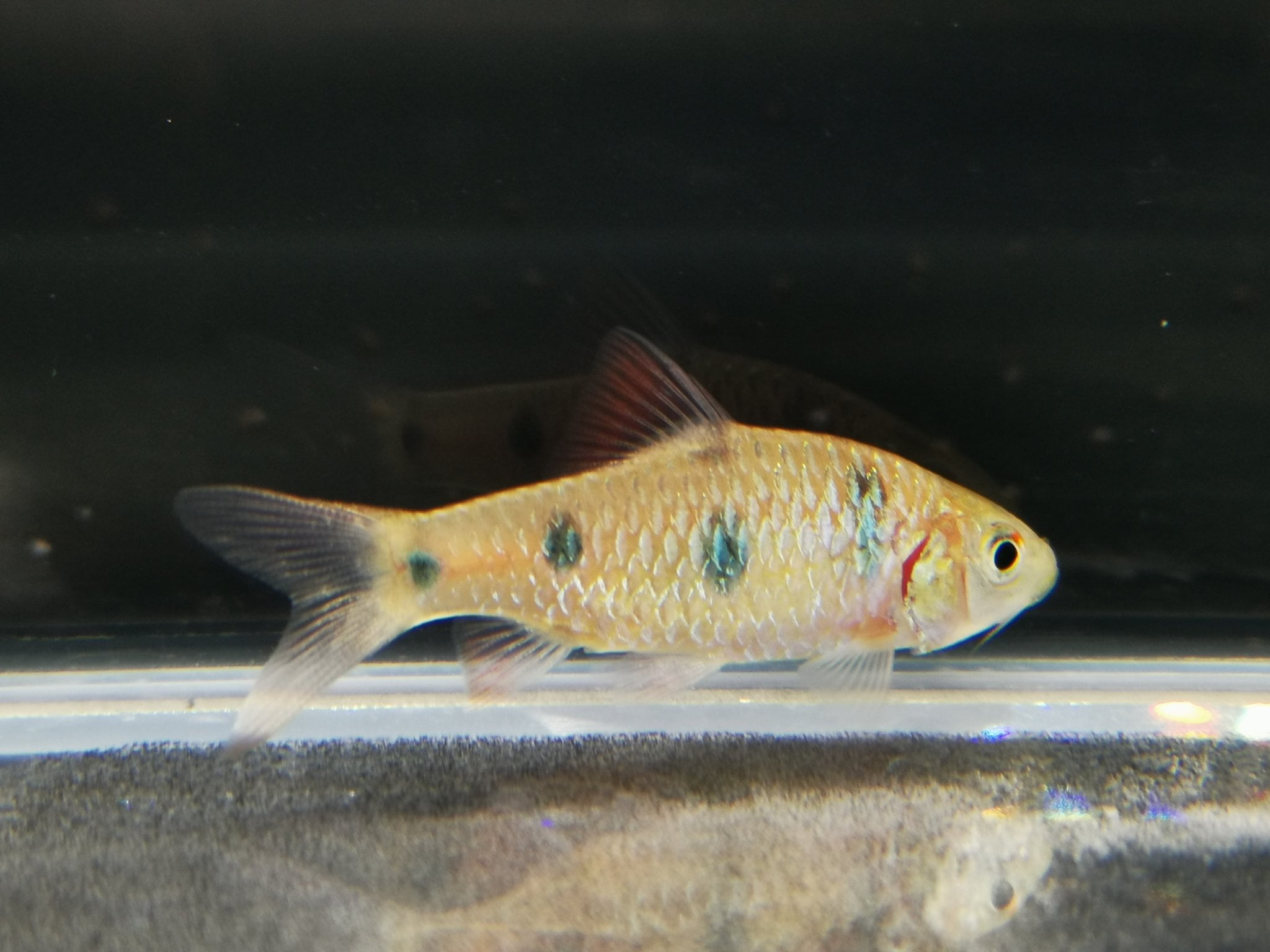 Clown barb 5cm