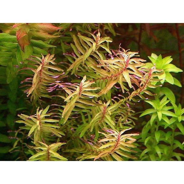 Rotala Macrandra Narrow