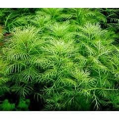 Myriophyllum Matogrossense