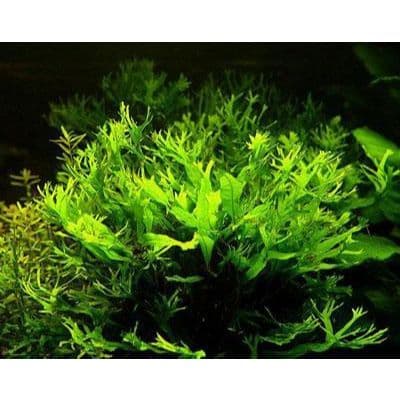 Microsorium pteropus windelov