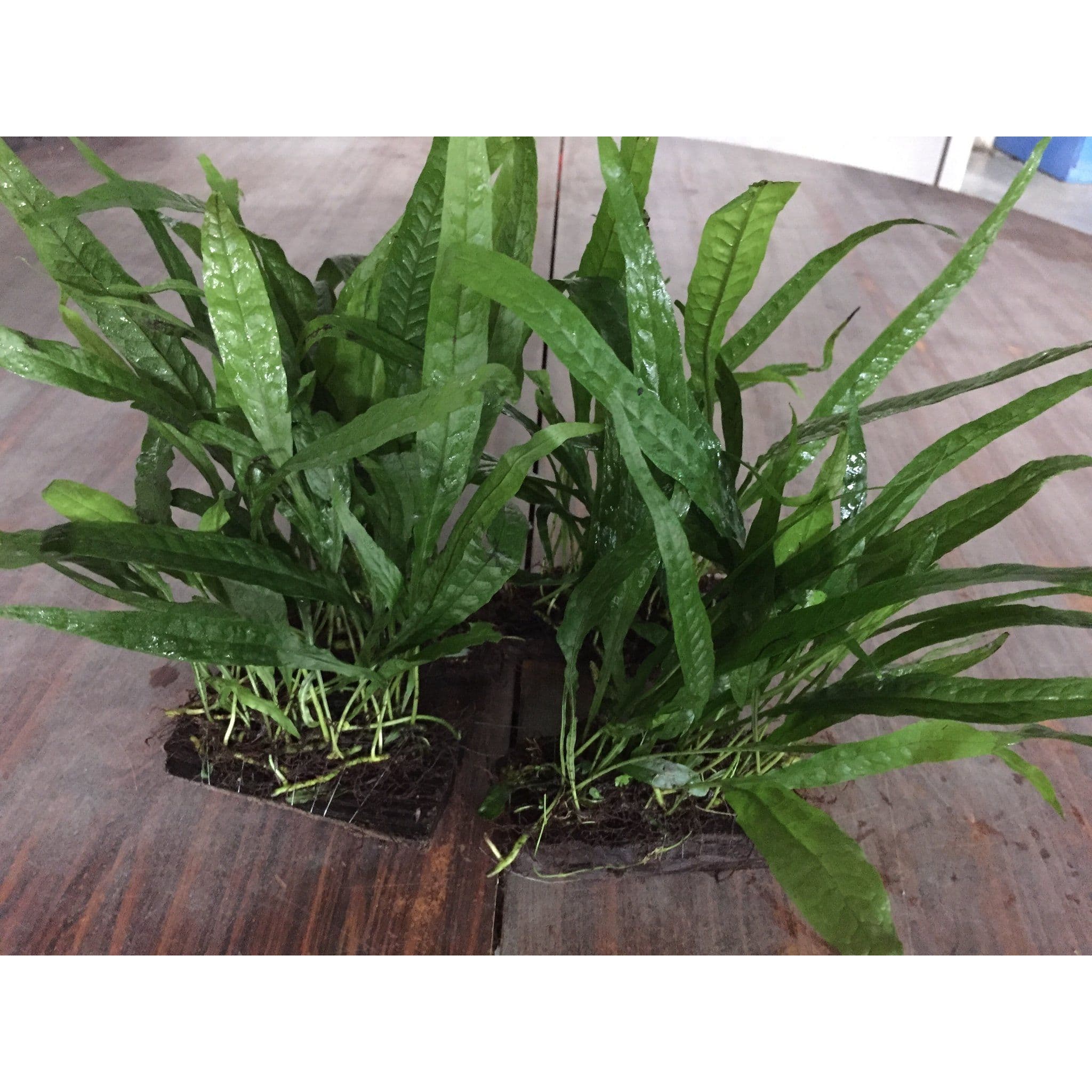 Microsorium pteropus (Java Fern)