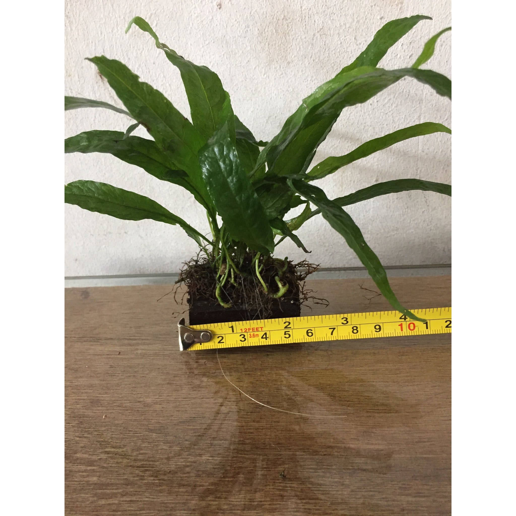 Microsorium pteropus (Java fern tie on Mini Wood)