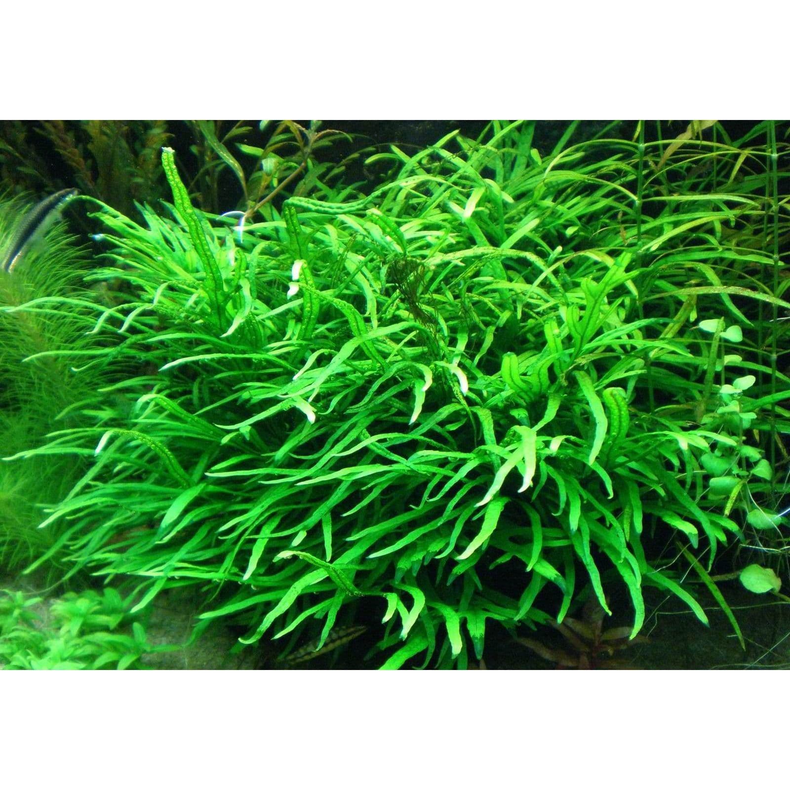 Microsorium Narrow Leaf