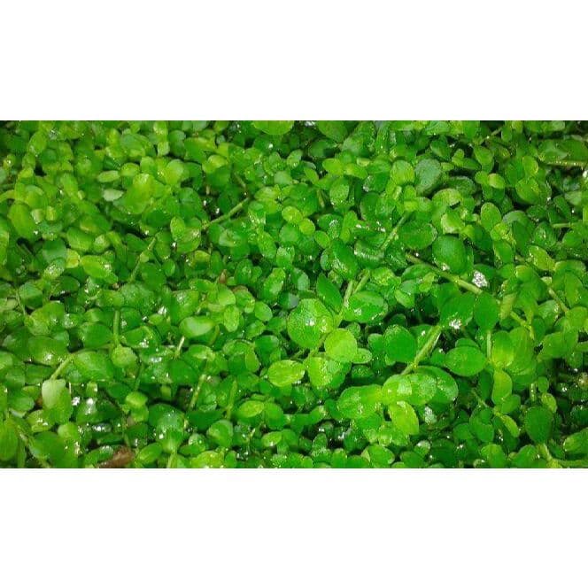 Micranthemum Monte Carlo (In a plate)