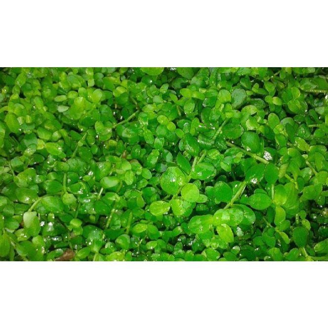 Micranthemum Monte Carlo (In a plate)