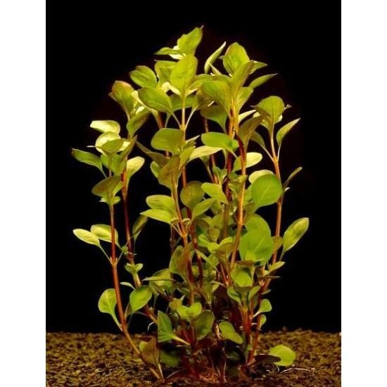 Ludwigia Palustris