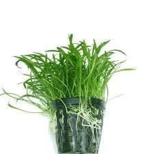 Lilaeopsis Brasiliensis